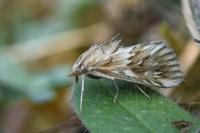 Cynaeda dentalis