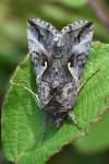 Autographa gamma