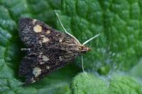 Pyrausta aurata
