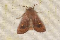 Eupsilia transversa
