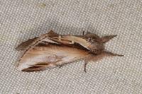 Pheosia gnoma