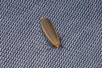 Katha depressa