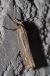 Ancylolomia tentaculella