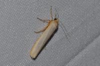 Eilema caniola