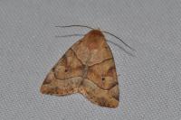 Cosmia trapezina
