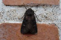 Aporophyla nigra