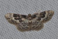Idaea rusticata