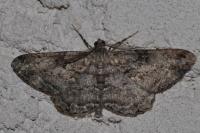 Peribatodes rhomboidaria rhomboidaria