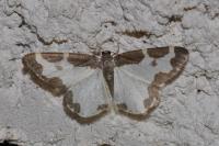 Lomaspilis marginata