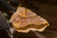 Selenia dentaria