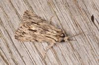 Asteroscopus sphinx