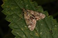 Chloroclysta siterata