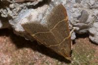 Hypsopygia glaucinalis