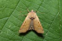 Agrochola lychnidis