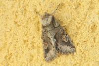 Allophyes oxyacanthae