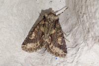 Allophyes oxyacanthae