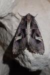 Trigonophora flammea