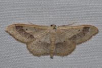 Idaea aversata