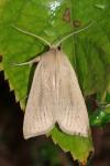 Rhizedra lutosa
