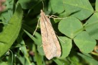 Nomophila noctuella
