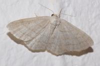 Cabera exanthemata