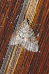 Thera britannica/variata