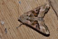 Phlogophora meticulosa