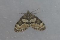 Thera vetustata