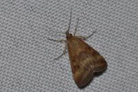 Pyrausta despicata