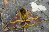 Lemonia dumi