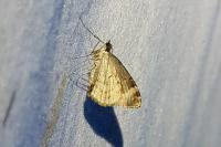 Chloroclysta siterata