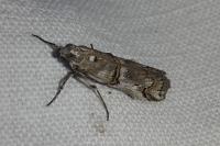 Pempelia palumbella