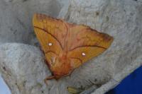 Odonestis pruni