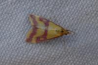 Pyrausta virginalis