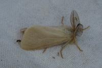 Laelia coenosa