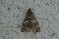 Spoladea recurvalis