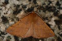 Colotois pennaria