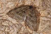 Epirrita