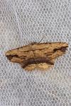 Menophra abruptaria