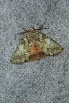 Polyphaenis sericata