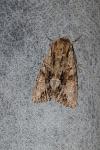 Apamea monoglypha monoglypha