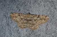 Peribatodes rhomboidaria rhomboidaria
