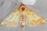 Tiliacea aurago
