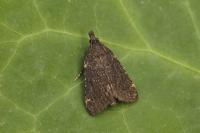 Stemmatophora syriacalis