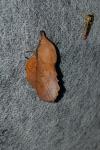 Gastropacha quercifolia