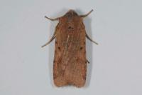 Agrochola lychnidis