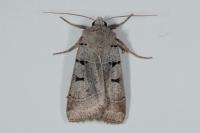 Eugnorisma glareosa