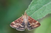 Pyrausta despicata