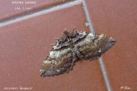 Earophila badiata