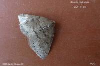 Aleucis distinctata